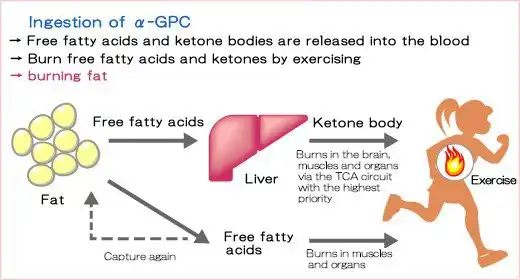 Alpha-GPC Side Effects and Benefits Compared